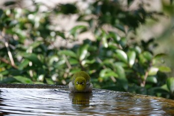 2022年2月11日(金) 権現山(弘法山公園)の野鳥観察記録