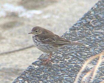 タヒバリ 淀川枚方〜八幡 2021年3月9日(火)