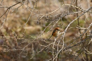 Bull-headed Shrike 越辺川(埼玉県川島町) Sat, 2/12/2022