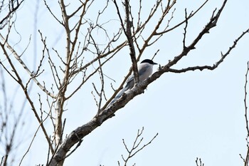 Azure-winged Magpie 越辺川(埼玉県川島町) Sat, 2/12/2022