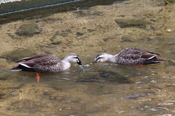 Eastern Spot-billed Duck 夙川河川敷緑地(夙川公園) Fri, 2/11/2022