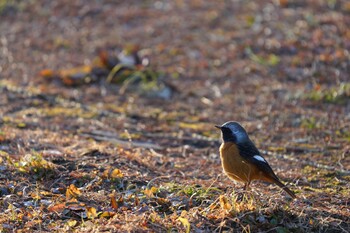 ジョウビタキ 秋ヶ瀬公園 2022年2月11日(金)