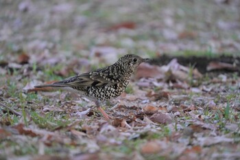 トラツグミ 秋ヶ瀬公園 2022年2月11日(金)