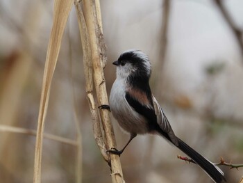 Long-tailed Tit 淀川河川公園 Mon, 2/14/2022