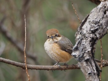 Bull-headed Shrike 淀川河川公園 Mon, 2/14/2022