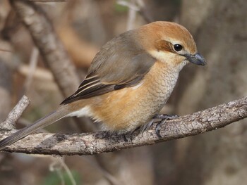 Bull-headed Shrike 淀川河川公園 Mon, 2/14/2022