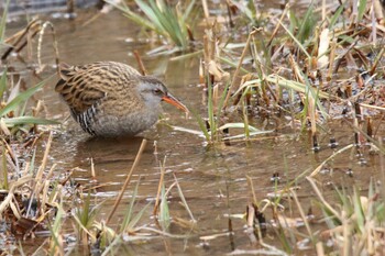 Brown-cheeked Rail Maioka Park Sun, 2/6/2022