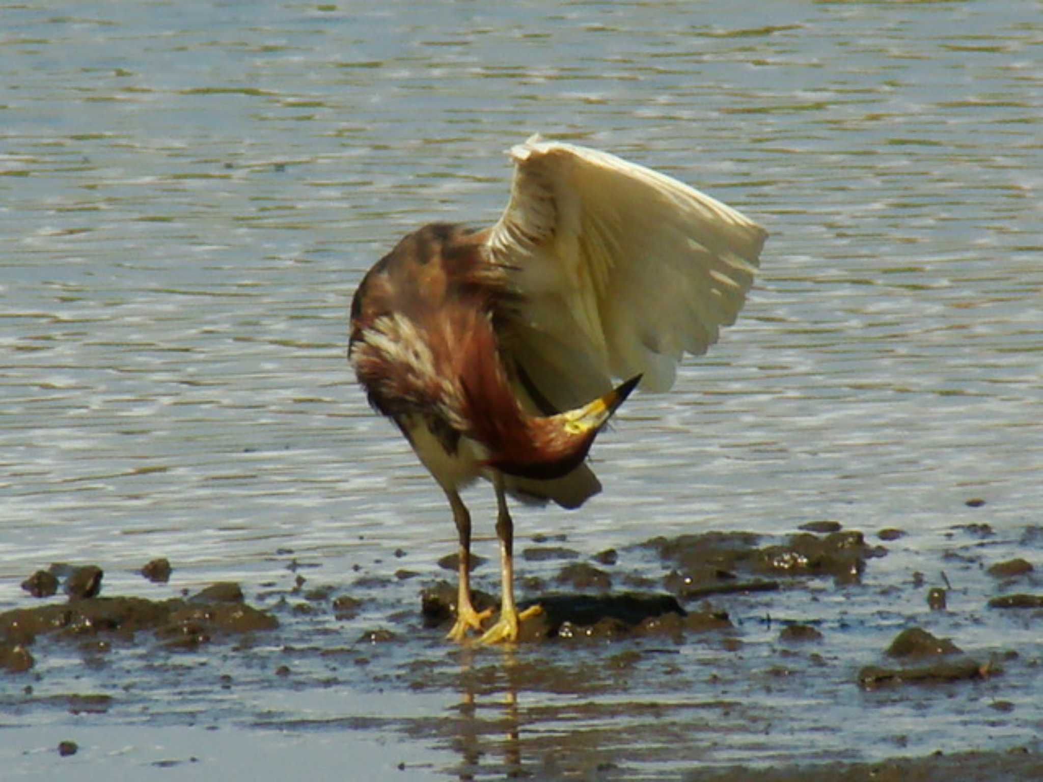 Photo of Chinese Pond Heron at Kasai Rinkai Park by どらお