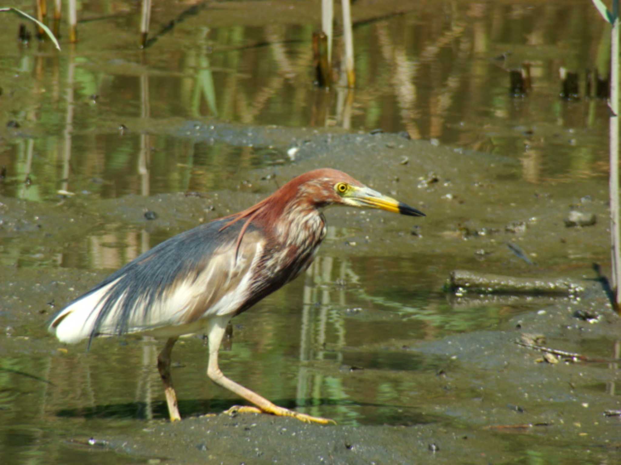 Photo of Chinese Pond Heron at Kasai Rinkai Park by どらお