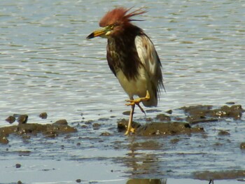 Sun, 6/7/2009 Birding report at Kasai Rinkai Park