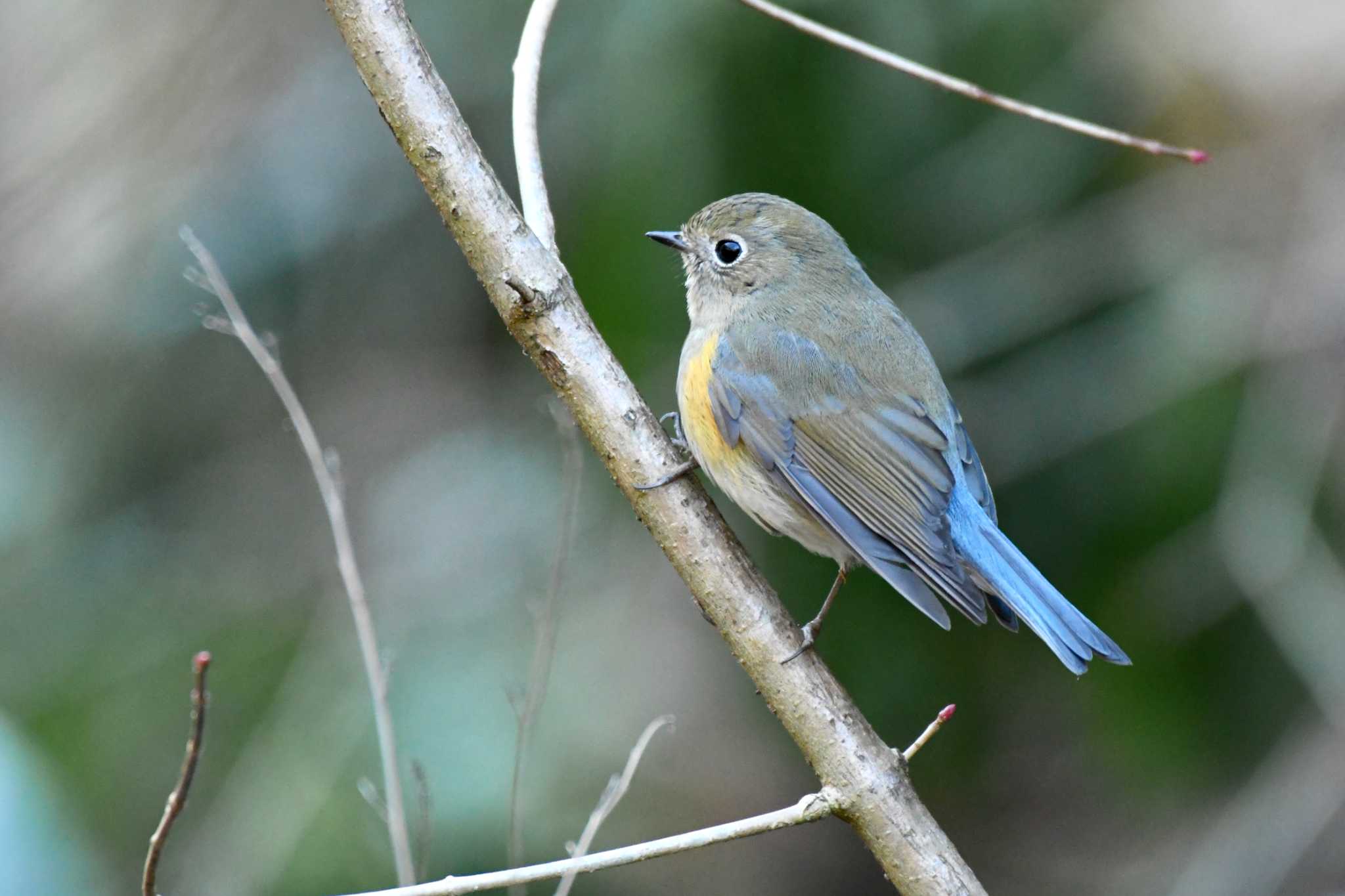 Red-flanked Bluetail