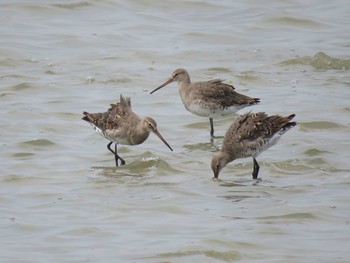 Black-tailed Godwit 愛知県 Unknown Date