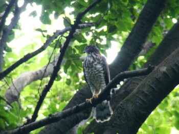 Sat, 7/18/2009 Birding report at Akigase Park