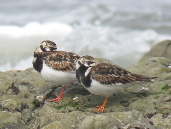 Ruddy Turnstone 静岡県 Unknown Date