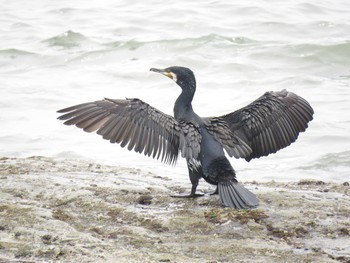 Great Cormorant 愛知県 Unknown Date