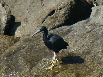 2010年1月24日(日) 千葉県館山市の野鳥観察記録