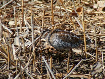 2010年2月3日(水) 舞岡公園の野鳥観察記録