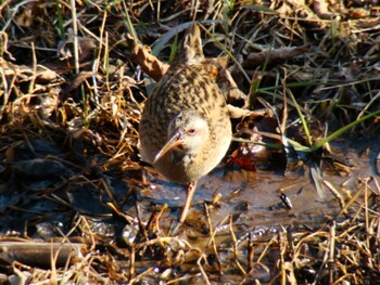 クイナ 舞岡公園 2010年2月3日(水)