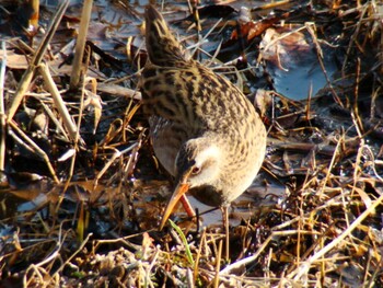 クイナ 舞岡公園 2010年2月3日(水)