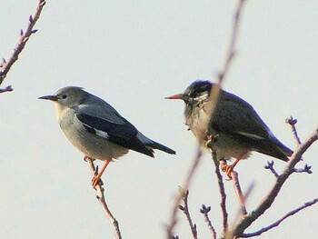 2012年2月26日(日) 葛西臨海公園の野鳥観察記録