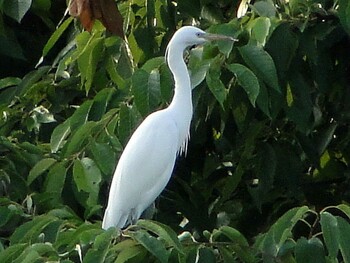 カラシラサギ 葛西臨海公園 2011年7月4日(月)