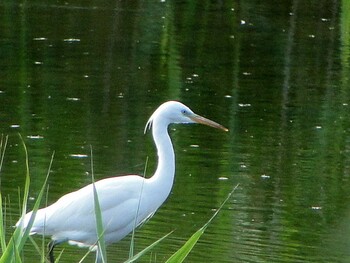 カラシラサギ 葛西臨海公園 2011年7月4日(月)