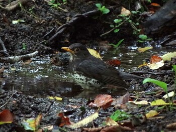 クロツグミ 大洞の水場 2011年8月13日(土)