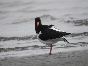 2022年2月14日(月) ふなばし三番瀬海浜公園の野鳥観察記録