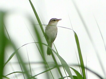 Black-browed Reed Warbler Fukushimagata Tue, 6/19/2012