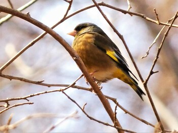 カワラヒワ 山中湖 2022年2月6日(日)