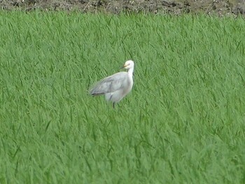 チュウサギ 福島潟 2012年6月19日(火)