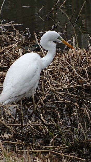 2022年2月14日(月) 三沢川の野鳥観察記録