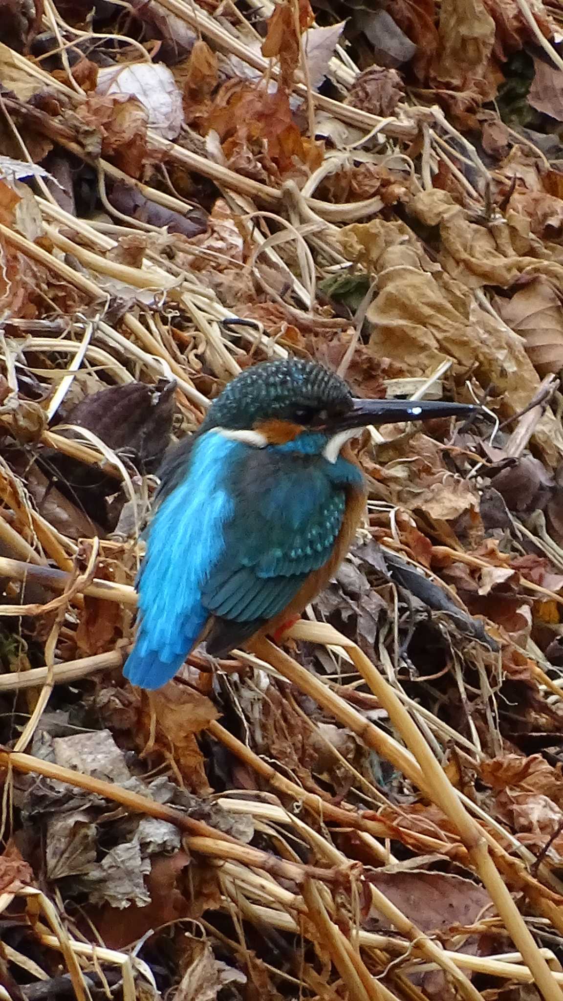 Common Kingfisher