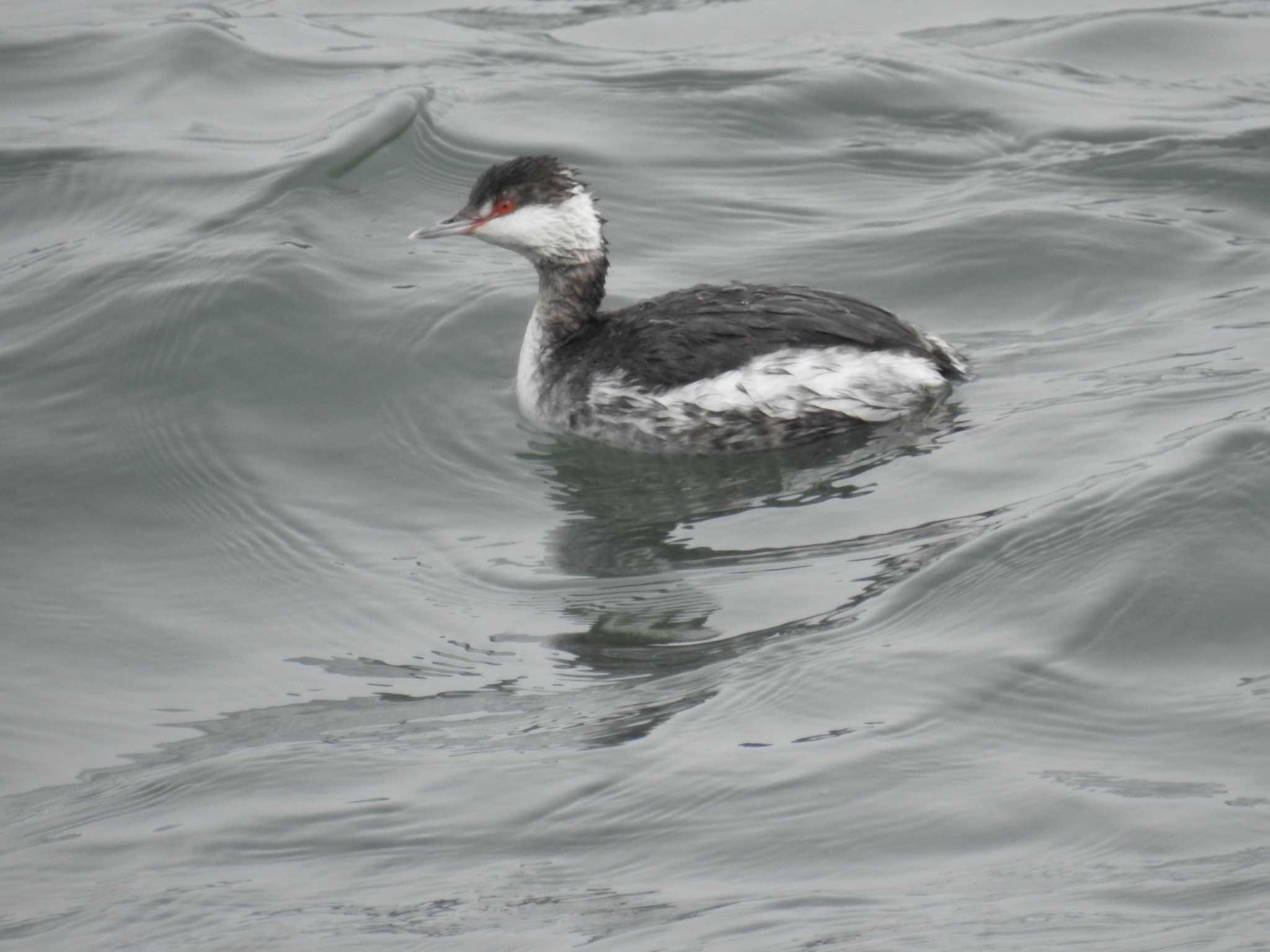 Horned Grebe