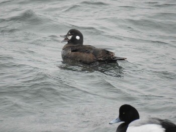 Mon, 2/14/2022 Birding report at 日の出三番瀬沿い緑道