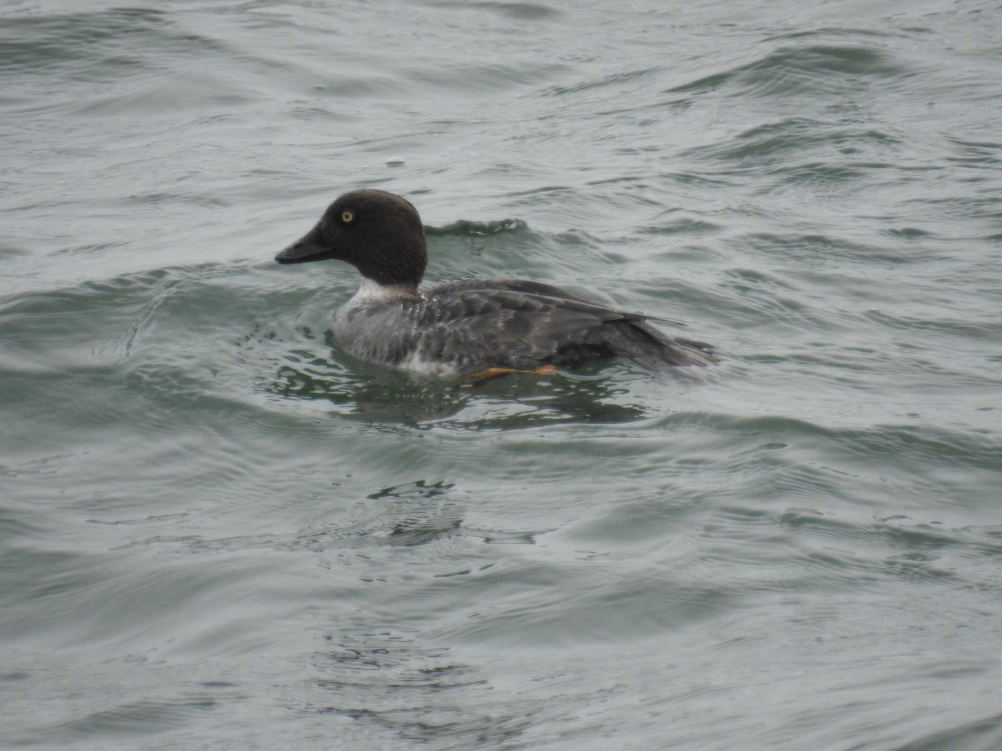 Common Goldeneye