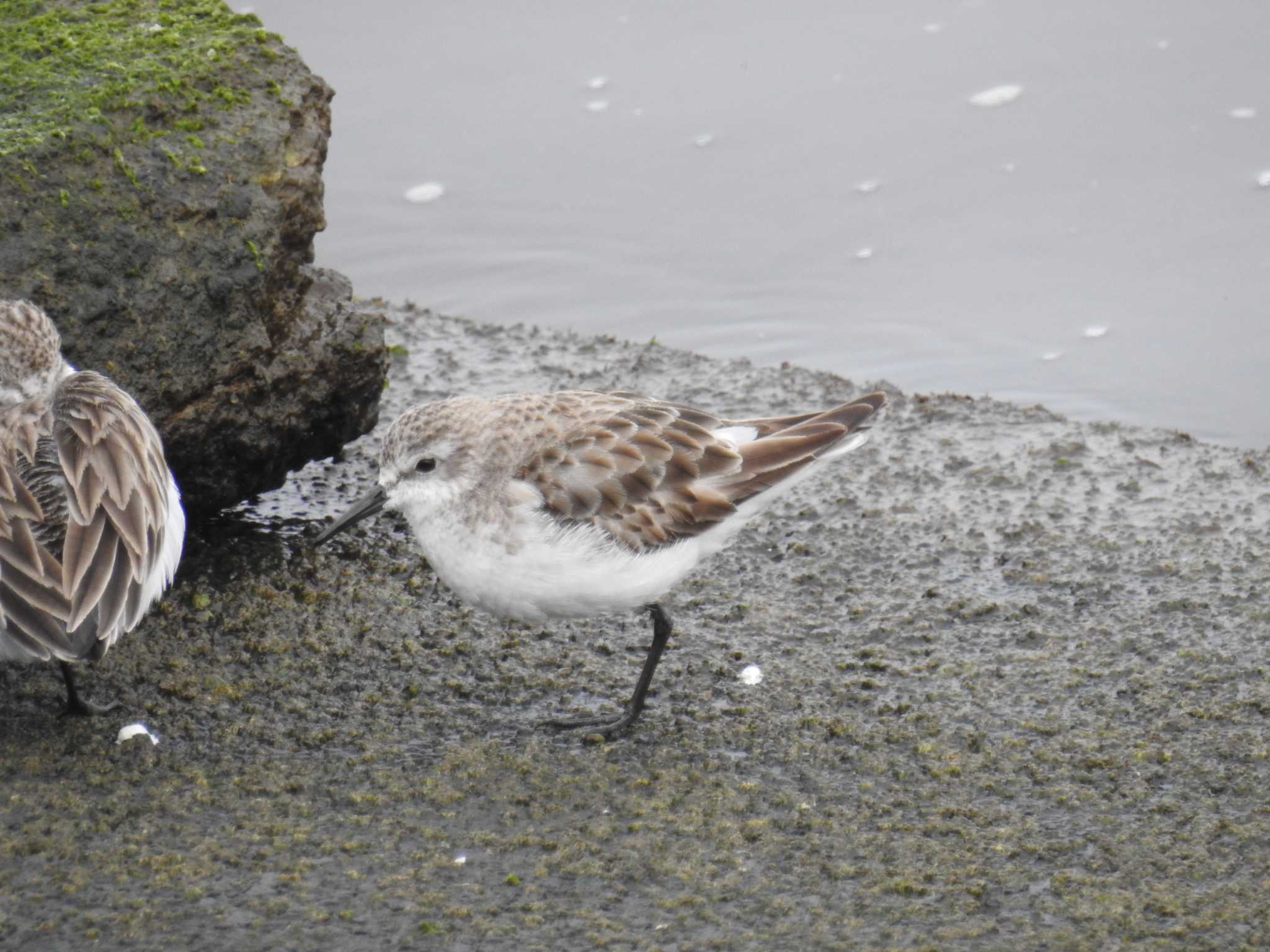 Dunlin