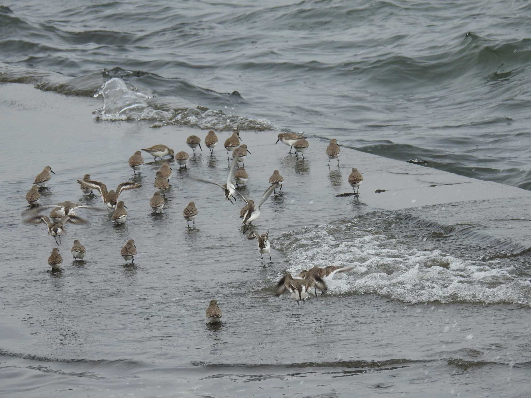 Dunlin