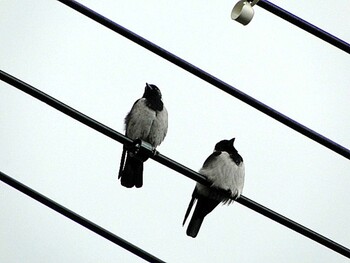 2012年11月10日(土) 新潟市の野鳥観察記録