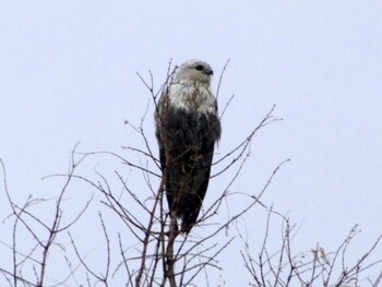 Rough-legged Buzzard Fukushimagata Sun, 12/16/2012