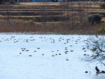 2022年2月12日(土) 土取池(四日市)の野鳥観察記録