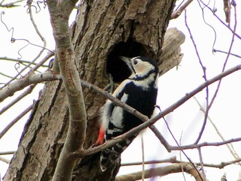 Great Spotted Woodpecker Fukushimagata Sun, 12/16/2012