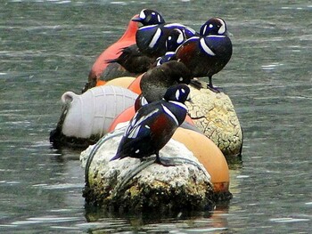 2012年12月23日(日) 山形県鶴岡市の野鳥観察記録