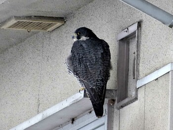 オオハヤブサ Fukushimagata Sat, 2/18/2012