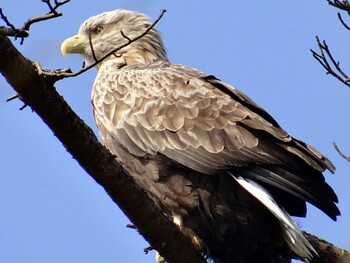 White-tailed Eagle 佐潟 Sun, 2/26/2012