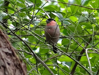 Eurasian Bullfinch(rosacea) 佐潟 Sun, 2/26/2012