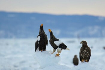 Steller's Sea Eagle Unknown Spots Sat, 2/12/2022