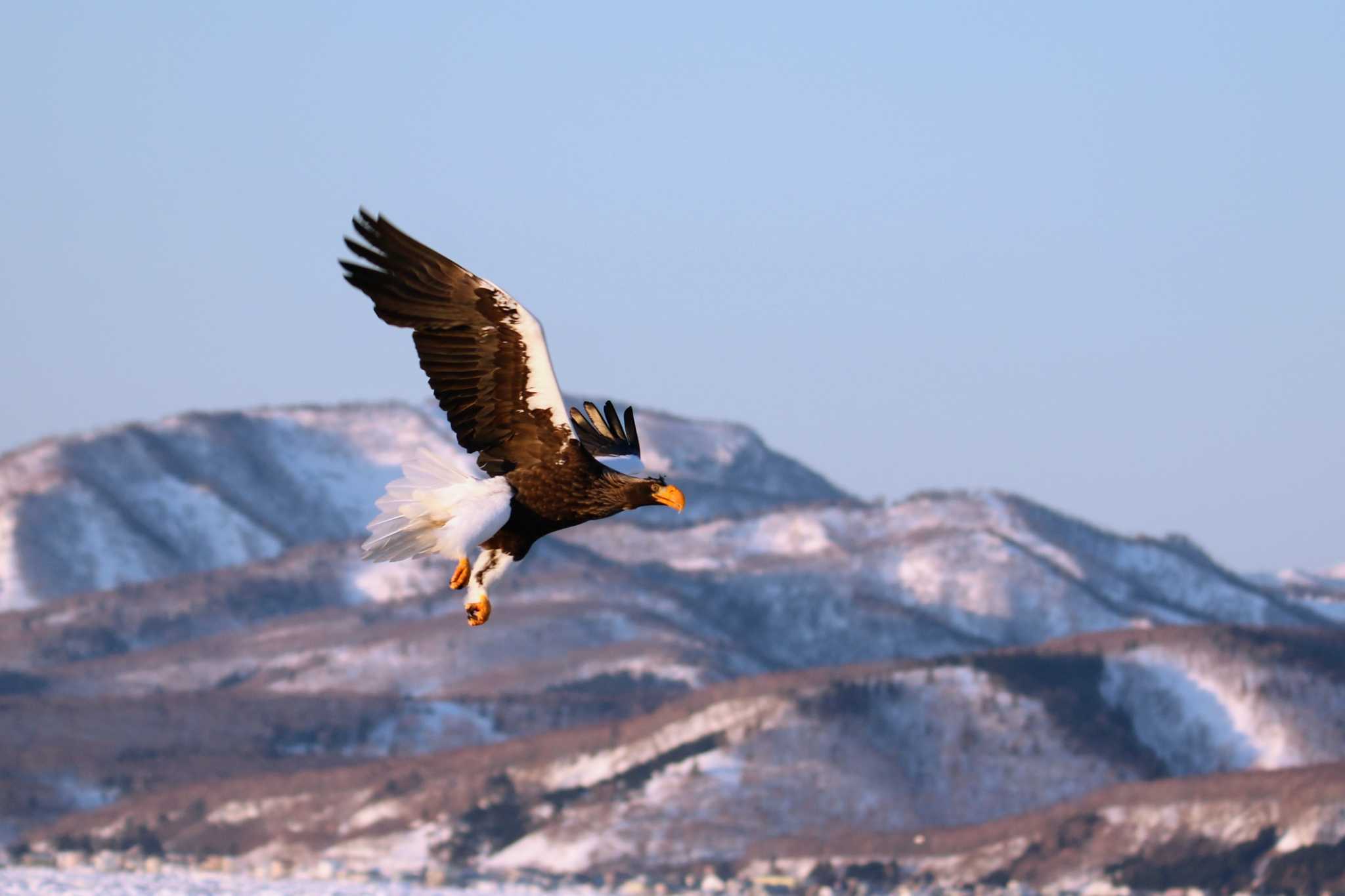 Photo of Steller's Sea Eagle at  by はやぶさくん