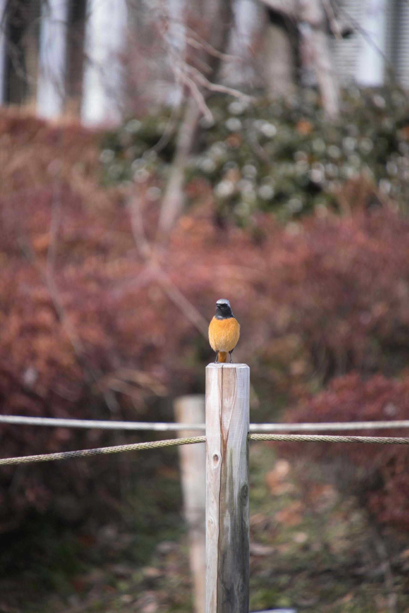 上尾丸山公園 ジョウビタキの写真 by あおじさん