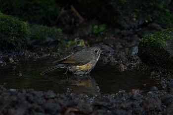 ルリビタキ 場所が不明 2017年9月7日(木)